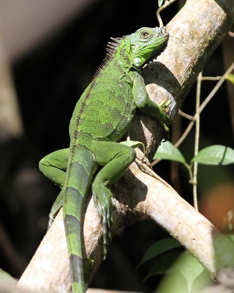 Green Iguana Nature, Iguanas, Pretty Reptiles, Iguana Tattoo, Pool Mural, Abc Animals, Backyard Animals, Chameleon Lizard, Animal Sleeve Tattoo