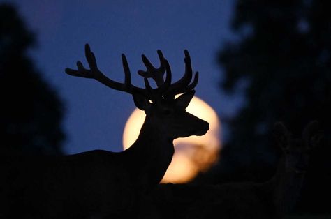 Algonquin Tribe, Full Buck Moon, Buck Moon, Sturgeon Moon, Elephant Rescue, Male Deer, Full Moon Rising, Moon Surface, Jefferson Memorial