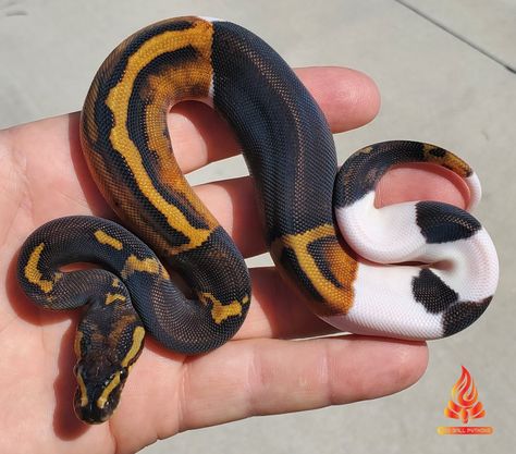 Mahogany Black Pastel Paradox Pied Ball Python by Fire Ball Pythons Super Black Pastel Ball Python, Ball Python Sketch, Ball Pythons Morphs, Black Ball Python, Ball Python Colors, Ball Python Pet, Snake Cute, Pied Ball Python, Baby Reptile