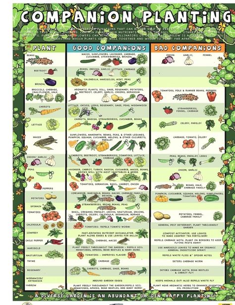 Companion Planting Guide, Companion Planting Chart, Moderne Have, Companion Gardening, Funny Vine, Garden Companion Planting, Growing Tomatoes In Containers, Permaculture Design, Veg Garden