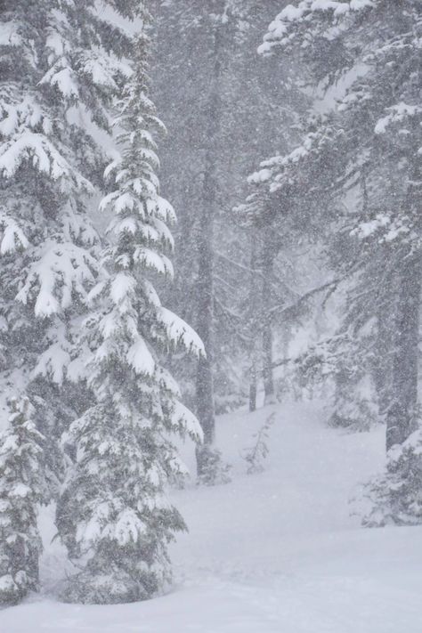 Snowy Days, Fresh Start ⋆ SomeTyme Place Snowy Place, Snowy Pictures, Snowy Weather, A White Christmas, Snowy Forest, Winter Wood, Winter Magic, Mountain Village, Winter Scenery