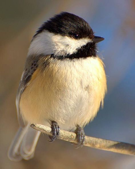 Chickadees, Birds Shapes, Different Birds, Winter Bird, How To Attract Birds, Arte Inspo, Backyard Birds, All Birds, Bird Pictures