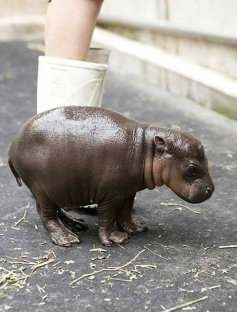 Hippopotamus, Baby Hippopotamus, Regnul Animal, Cute Hippo, Baby Hippo, Baby Animals Pictures, Baby Animals Funny, Cute Animal Photos