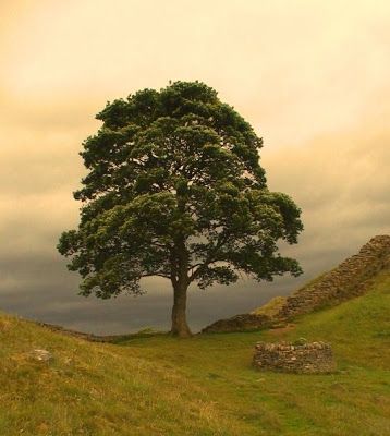 Sycamore Gap, Hadrian's Wall, Nature Photography Trees, Sycamore Tree, Hadrians Wall, Lone Tree, Tree Photography, Which Is Better, Tree Hugger