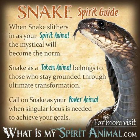 Snake Symbolism & Meaning Native American Animal Symbols, Snake Symbolism, Snake Meaning, Snake Spirit Animal, Animal Totem Spirit Guides, Spirit Animal Quiz, Symbolism Meaning, Native American Animals, Spirit Animal Meaning