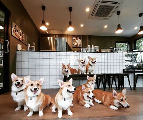 This Corgi Café Serves Matcha Lattes AND Puppy Snuggles  Delish Golden Retriever Husky, Pet Cafe, Pet Shop Logo, Puppy Snuggles, Cafe Concept, Dog Cafe, Cute Cafe, Secret Life Of Pets, Cat Cafe