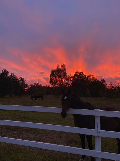 Sunset. Horse. Horses. Pretty skys. Horse In Sunset, Kimberly Core Aesthetic, Country Sunset Aesthetic, Ranch Sunset, Horses Sunset, Horse Field, Farm Sunset, Horse Sunset, Western Sunset