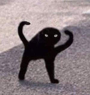 Black Cat Memes, Funny Cat Captions, Angry Meme, Cat Mem, Cat Captions, Walking Meme, Cat Template, Cute Cat Memes, Silly Cats Pictures