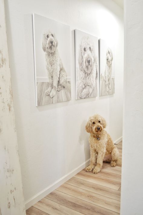 Dog Portraits Living Room, Framed Dog Pictures Wall Art, Pet Photo Wall, Dog Picture Ideas Decor, Dog Wall Decor Ideas, Dog Picture Wall, Pet Poses, Canvas Photos, Puppy Pics