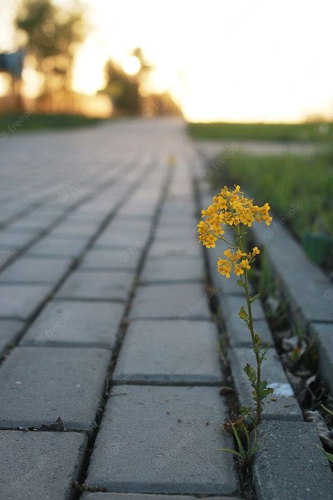 Premium Photo | Foto flor crescendo na calçada cinza ao pôr do sol Premium Photo, Enchanted, Pins