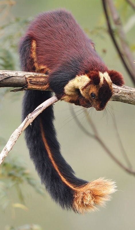 Rare Animals, Eli Spencer, Indian Giant Squirrel, Giant Squirrel, Photographie Portrait Inspiration, Animal Study, Interesting Animals, Unusual Animals, Pretty Animals