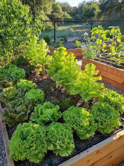 Growing Lettuce Raised Beds, Lettuce Growing Ideas, Lettuce Covers Garden, Lettuce Raised Bed, Lettuce Garden Beds, Lettuce Box Garden, Lettuce Table Diy, Growing Lettuce In Raised Beds, Lettuce Beds Gardens