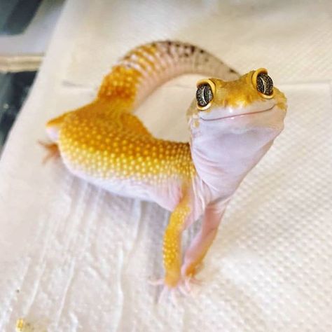 Such a cute gecko Leopard Gecko Cute, Cute Gecko, Cute Lizard, Anime Karakterek, Psy I Szczenięta, Cute Reptiles, Reptiles Pet, Leopard Gecko, Haiwan Peliharaan