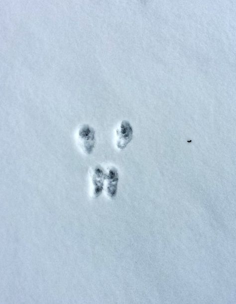 Rabbit tracks in the snow Animals Tracks, Animal Tracks In Snow, Rabbit Tracks, Snow Tracks, Outdoor Water Activities, Bunny Paws, Outdoor Learning Activities, Easy Stem, Stem Projects For Kids