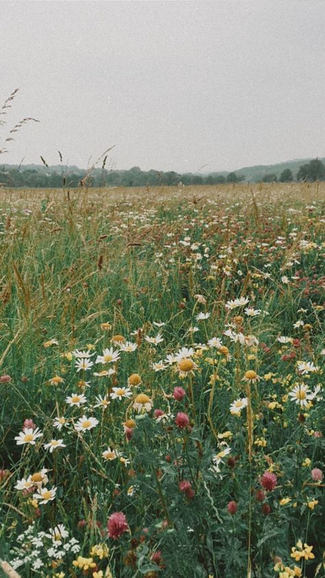 Wildflower Field Aesthetic, Flower Feild, Field Aesthetic, Field Wallpaper, Wild Flower Meadow, Wildflower Field, Wildflower Garden, Spring Aesthetic, Flower Aesthetic