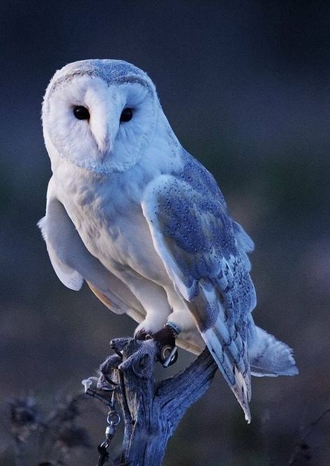 #daughteroftheforests @daughteroftheforests December 13 2018 at 05:09PM Snowy Owl, Owl Photography, Animale Rare, Owl Pictures, Beautiful Owl, Owl Bird, Owl Art, Gloucester, Pretty Birds