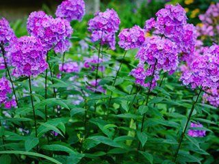 Larkspur Plant, Tall Phlox, Phlox Plant, Phlox Flowers, Online Plant Nursery, Rock Garden Plants, Cut Flower Garden, Pollinator Garden, Winter Flowers