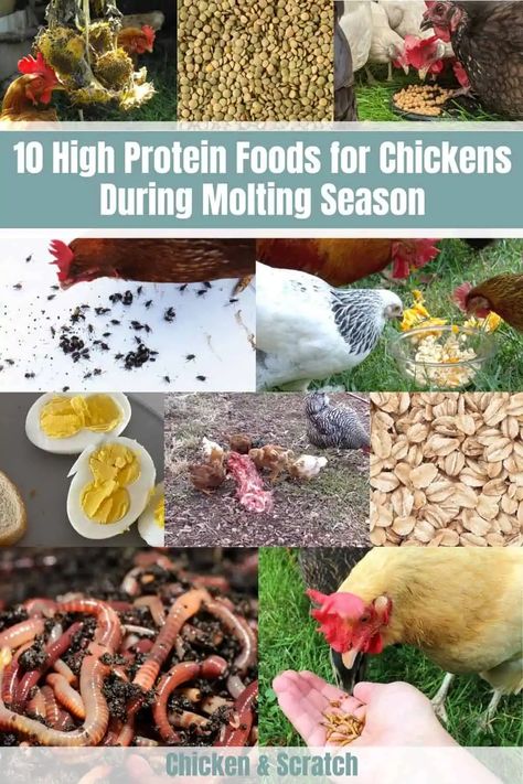 High Protein For Chickens, Diy High Protein Chicken Feed, Molting Chickens Hens, Chicken Health Issues, Foods For Chickens, Chicken Molting, Protein For Chickens, Chicken Feed Diy, Protein In Chicken