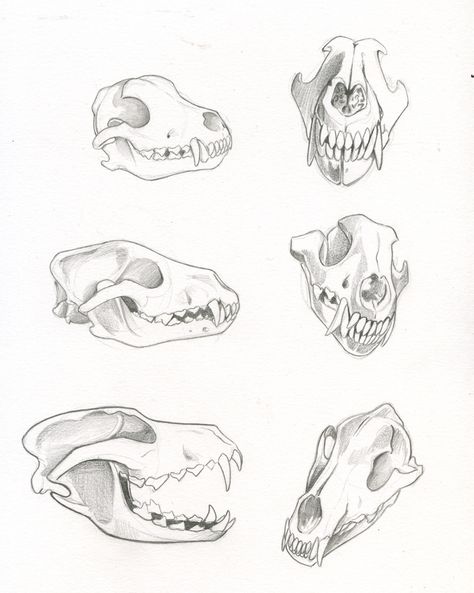 Wolf Bone Structure, Canine Skull Drawing, Wolf Skull Tattoo Design, Creature Drawing Reference, Rat Skull Drawing, Rat Skull Tattoo, Wolf Skull Reference, Wolf Skull Drawing, Skull Studies