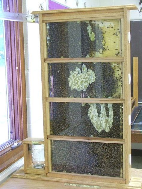 Observation Hive, Bee Keeping Hives, Honey Ideas, Bee Hive Plans, Raising Bees, Bee Swarm, Buzzy Bee, Mason Bees, Bee House