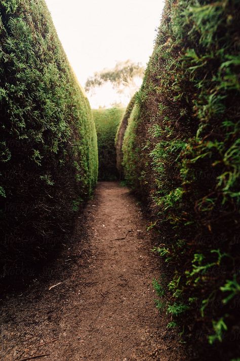 dark and gloomy pathway in a hedge maze by Gillian Vann for Stocksy United Dark Maze Aesthetic, A Marvellous Light Aesthetic, Hedge Maze Aesthetic Dark, Hedge Maze Aesthetic, Maze Aesthetic Dark, Hedge Labyrinth, Hedge Apples Uses, A Marvellous Light, Griselinia Hedge