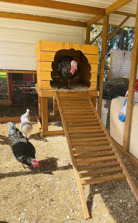 Peru, Turkey Coop Ideas Buildings Diy, Turkey And Chicken Coop, Chicken And Turkey Coop, Turkey Cages Ideas, Carport Chicken Run, Turkey Shelter Ideas, Turkey Coop Diy, Turkey Nesting Box Ideas