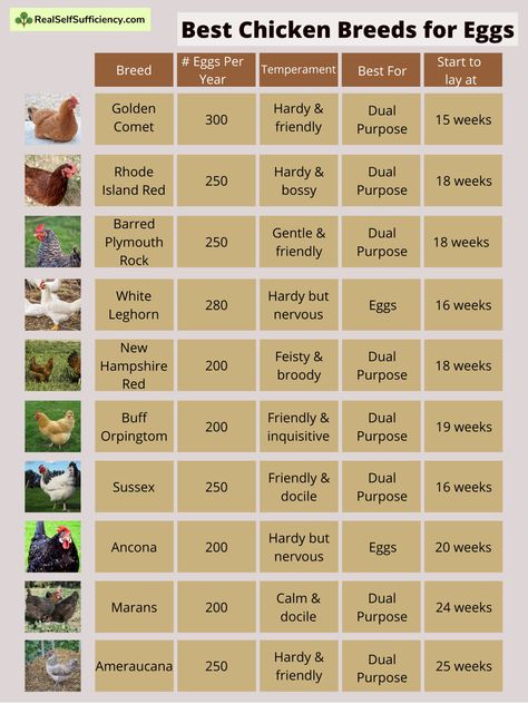 Types Of Chickens Breeds Chart, Chicken Hatchery Ideas, Chicken Types And Eggs, Having Chickens For Beginners, Benefits Of Having Chickens, Types Of Chickens And Their Eggs, Chicken Coop Designs Diy Cheap, Best Chickens For Eggs, Chicken Breeds Chart