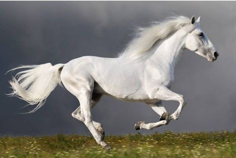 Neighmaste on Instagram: “Look at this beautiful horse running!! Our essential oils help all horses feeling like a foal again! #neighmaste #horses #running…” Wild Horses Running, Faster Horses, Horse Facts, Horse Galloping, Horse Inspiration, Most Beautiful Horses, Horse Diy, Majestic Horse, Running Horses