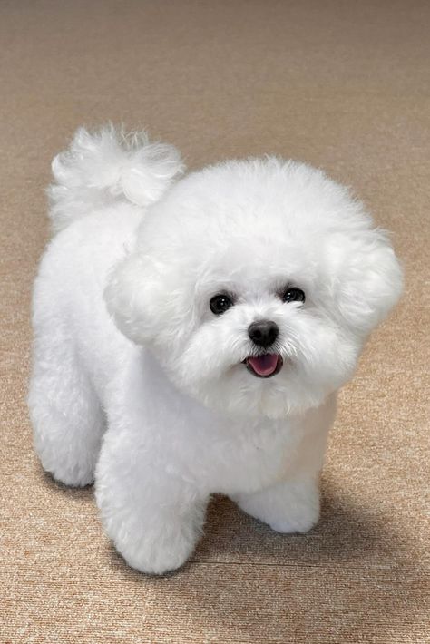 Bichon Frise dogs Kennel Cut dog grooming styles Bichon Haircut, Bichon Frise Aesthetic, Labradoodle Teddy Bear Cut, Bichon Frise Haircut Styles, Bichon Bolognese, Nice Dogs, Schnauzer Breed, Bichon Dog, Dog Grooming Styles