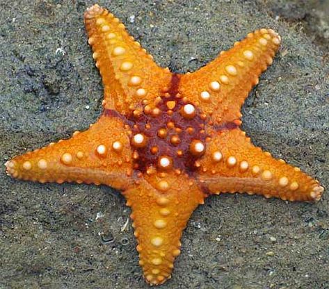 Starfish Facts, Starfish Species, Creature Marine, Photo Animaliere, Stella Marina, Sea Anemone, Beautiful Sea Creatures, Underwater Creatures, Aquatic Animals