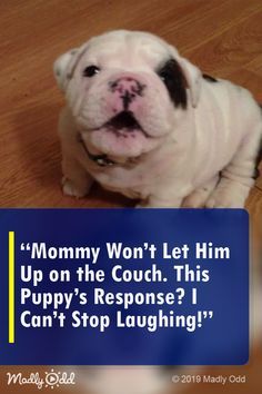 Baby Bulldogs, Mini Bulldog, Puppies Bulldog, Laughing Dog, Baby Bulldog, Cute Bulldog Puppies, Background Grey, Clever Dog