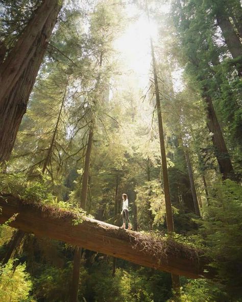 Jebediah State Park, Cresant City CA The Great Outdoors, California Camping, Foto Inspiration, Nature Aesthetic, Fotografi Potret, Pretty Places, Photo Profil, Mother Earth, Beautiful World