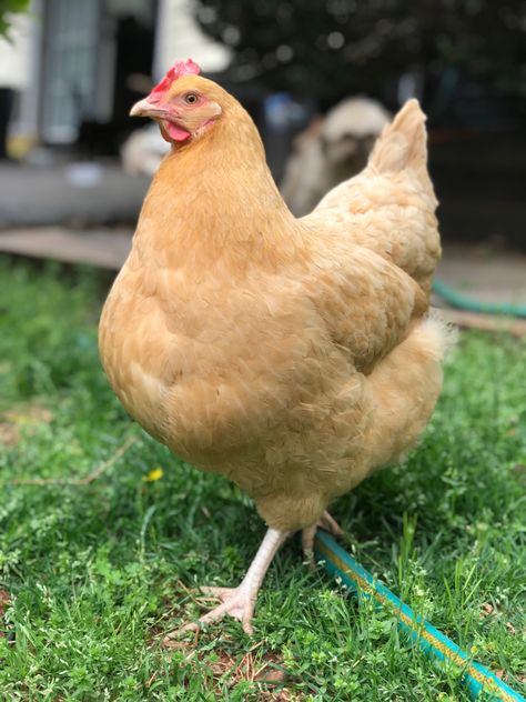 Chicken Reference Photo, Baby Animal Painting, Buff Orpington, Poultry Farming, Fancy Chickens, Beautiful Chickens, Poultry Farm, Chickens And Roosters, Amazing Nature Photos