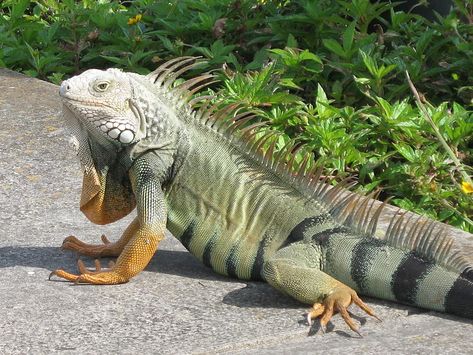 Reptiles , iguanidae , iguania , iguana Reptiles And Amphibians, Jungle Tyranids, Iguana Photography, Big Iguana, River Dragon, Hairless Animals, Green Iguana, Woodland Cottage, Reptile Room