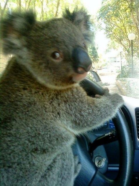 Koala sosteniendo un volante y simulando que esta conduciendo Koala Meme, Funny Koala, Cute Koala Bear, Map Of Europe, Animal Puns, Monkey Stuffed Animal, Baby Koala, Too Funny, Funny Animal Memes