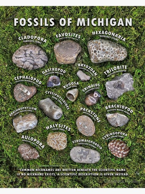 "Common Fossils of Michigan Identification Guide" Poster by CassTiensivu | Redbubble Lake Michigan Stones, Rock Identification, Rock Tumbling, Fossil Hunting, Rock Hunting, Rocks And Fossils, Petoskey Stone, Geology Rocks, Rock Minerals