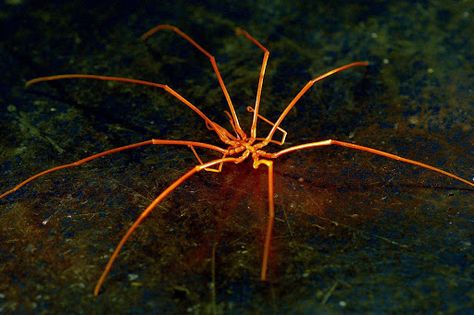 Sea Spider: Pycnogonids are found all over the world, from coastal tropical waters to the poles. They are also found at depths as great as 7,000 metres deep, though they are far more common in shallower waters. They range in size from a few millimetres of leg-span to giants with a legspan of 75 centimetres (2.8 ft). As of the late 1990's there were about 1,000 species known to science divided into 8 families and 86 genera. They are common in the Mediterranean, the Carribean and around the poles. Nature, Giant Sea Spider, Water Spider, Sea Spider, Deep Sea Life, Ocean Theme Preschool, The Carribean, Coastal Tropical, Undersea World