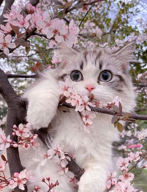 Persian Cat Wallpaper Gatos, Funny Cat Wallpaper, Cat Themed Gifts, Cat Flowers, Photo Chat, Cute Cats Photos, Cute Cat Wallpaper, Cat Sweaters, Cat Photography