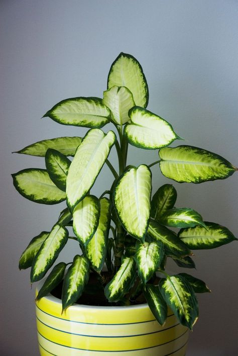 Inside House Plants, Low Light Indoor Plants, Houseplants Low Light, Tattoo Plant, Easy House Plants, Tanaman Indoor, Inside Plants, Low Light Plants, Growing Plants Indoors