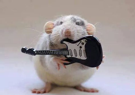 rocking hamster Rock Meme, Mozart Music, Guitar Posters, Funny Hamsters, Playing The Guitar, Mouse Rat, Silly Animals, Rodents, Playing Guitar