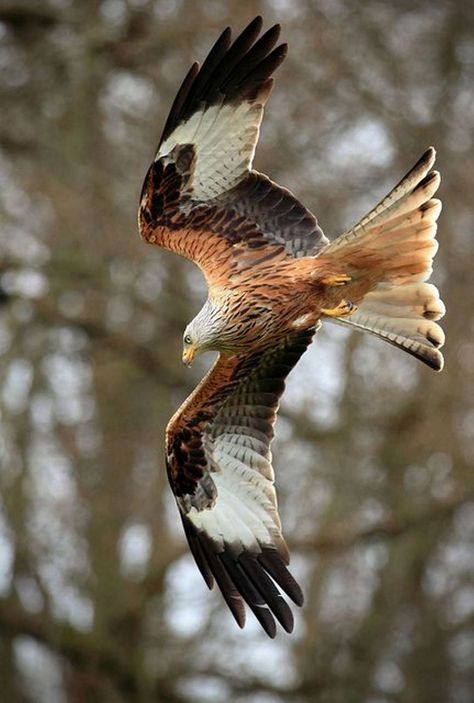 Red Kite, Kite Photography, Eagle Photography, Wing Pattern, Raptors Bird, Beautiful Wings, Brown Bird, Colorful Life, Exotic Birds