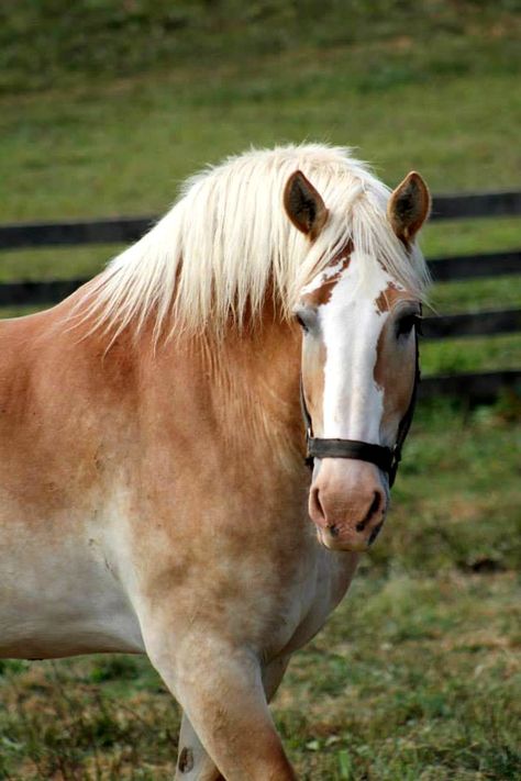 Belgian Draft, Draft Horse Breeds, Belgian Draft Horse, Belgian Horse, Wild Horses Running, Horse Markings, Horse Coat Colors, Draft Horse, Horse Aesthetic