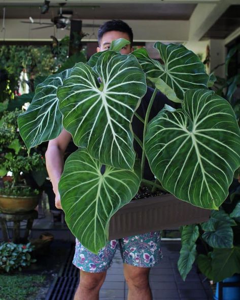 Philodendron Gloriosum Dark Form, Philodendron Gloriosum Care, Philodendron Lacerum, Philodendron Garden, Philodendron Luxurians, Gloriosum Philodendron, Large House Plants Indoor, Philodendron Types, Large House Plants