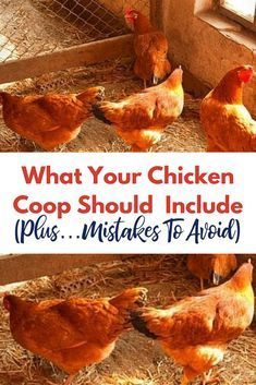 Permaculture, Chicken Coop Checklist, Chicken Coop Roosting Ideas, Chicken Coop And Run Ideas, Chicken Run Ideas, Backyard Chickens Diy, Hen Coop, Backyard Chicken Coop, Urban Chicken Farming