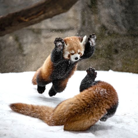 I captured Red panda\'s cubs Loofah & Doofah enjoying their snow day at the Rosamond Gifford Zoo. Be prepared for cuteness overload! Red Pandas, Red Panda Cute, Cute Red Panda, Panda Bebe, Animal Cute, Trash Panda, Silly Animals, Fluffy Animals, Red Panda