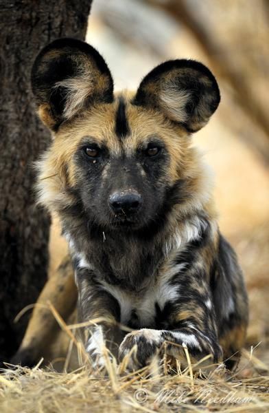 African Painted Dog, South Africa Animals, African Hunting Dog, African Hunting, Painted Dogs, Painted Dog, Wild Animals Photos, Unique Facts, Wild Dog