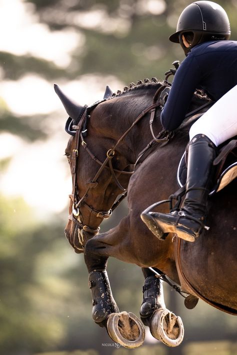 Equestrian Aesthetic Show Jumping, Show Jumping Photography, Equestrian Lifestyle Aesthetic, English Equestrian Aesthetic, Horse Jumping Photography, Bay Horse Jumping, Dressage Aesthetic, Showjumping Aesthetic, Dressage Photography