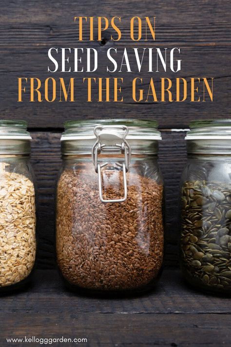 Seed Harvesting, Pnw Gardening, Save Seeds, Saving Seeds, Shtf Survival, Health Transformation, Squash Seeds, Succulent Seeds, Homestead Gardens