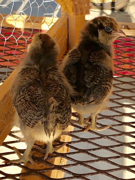 Sexing Ameraucana chicks | Page 5 | BackYard Chickens - Learn How to Raise Chickens Americana Chickens, Chicken Coups, Ameraucana Chicken, Day Old Chicks, How To Raise Chickens, Chicken Coup, Raise Chickens, One Month Old, Blue Eggs