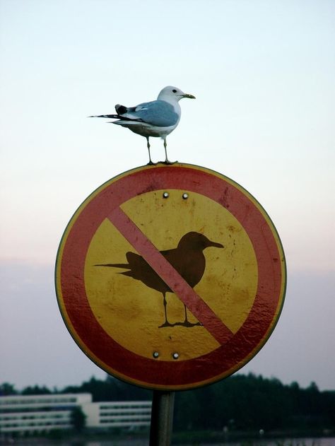 Birds have no respect for authority. | 15 Signs That Bird Society Is Going To Hell Funny Animal Pics, Hilarious Pictures, Perfectly Timed Photos, Find My Spirit Animal, Pochade Box, Different Types Of Animals, Fear And Loathing, Strange Places, Types Of Animals